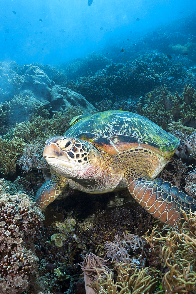 Green Sea Turtle, Chelonia mydas, Raja Ampat, West Papua, Indonesia