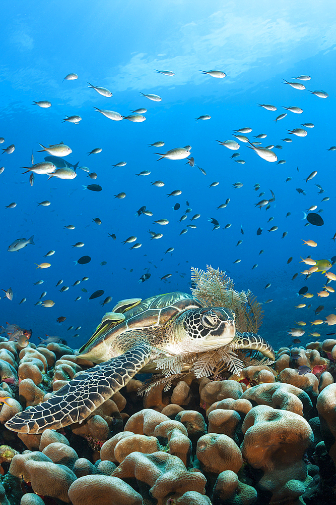 Green Sea Turtle, Chelonia mydas, Raja Ampat, West Papua, Indonesia