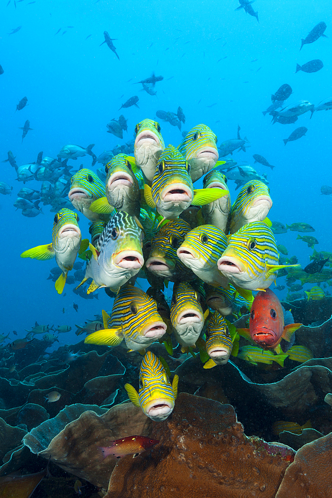 Shoal of Yellow-ribbon Sweetlips, Plectorhinchus polytaenia, Raja Ampat, West Papua, Indonesia