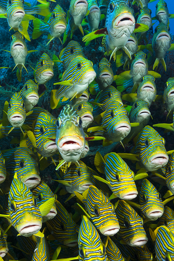 Shoal of Yellow-ribbon Sweetlips, Plectorhinchus polytaenia, Raja Ampat, West Papua, Indonesia