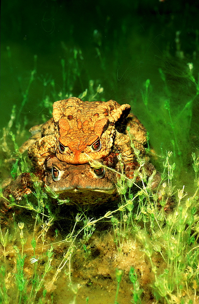 Mating toads, Bufo bufo, Germany, Bavaria