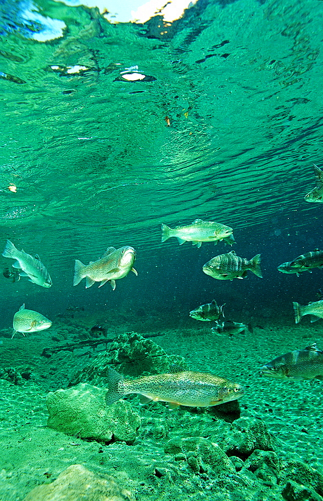 rainbow trout, Oncorhynchus mykiss, Germany, Bavaria