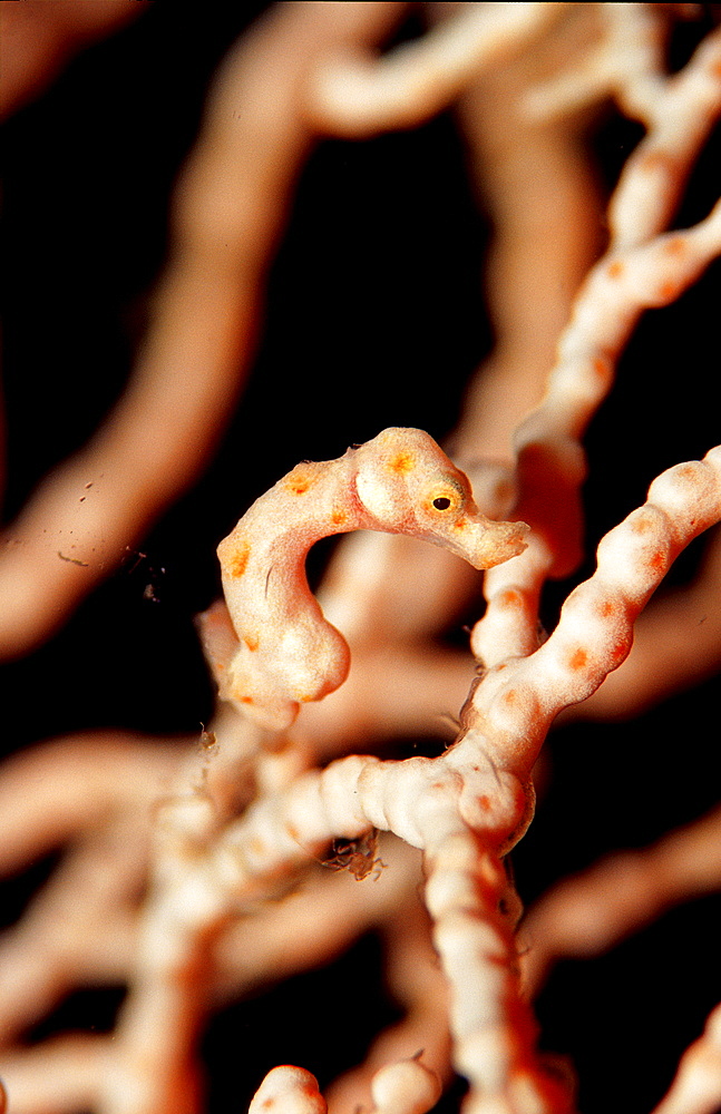 pygmy seahorse, Hippocampus denise, Papua New Guinea, Pacific ocean