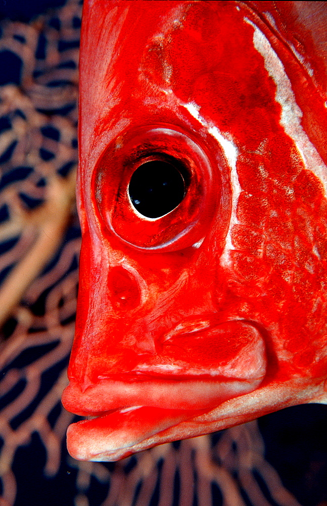 Longjawed squirrelfish, Sargocentron spiniferum, Maldives Island, Indian Ocean, Ari Atol, Maayafushi