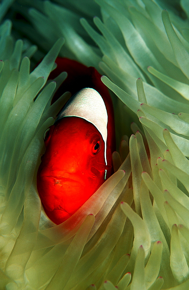 Spinecheek clownfish, Premnas aculeatus, Papua New Guinea, Pacific ocean