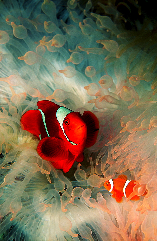 Two Spinecheek clownfish, Premnas aculeatus, Papua New Guinea, Pacific ocean