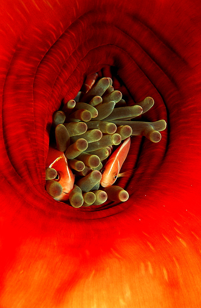 Two Pink anemonefishes, Amphiprion perideraion, Papua New Guinea, Pacific ocean