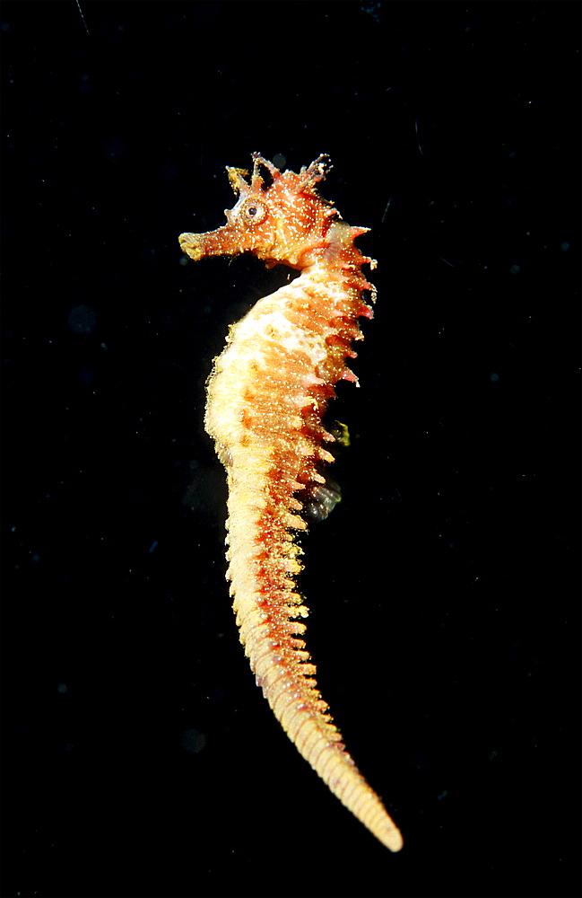 Speckled Seahorse, Long-snouted seahorse, Hairy Seahorse, Hippocampus guttulatus, Spain, Mallorca, Mediterranean Sea