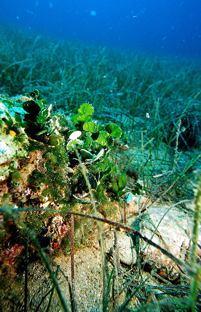 Macro algal seaweed, Caulerpa prolifera, Croatia, Istria, Mediterranean Sea