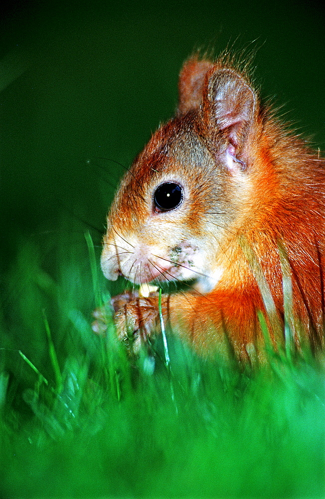 Red Squirrel, Sciurus vulgaris, Germany, Bavaria