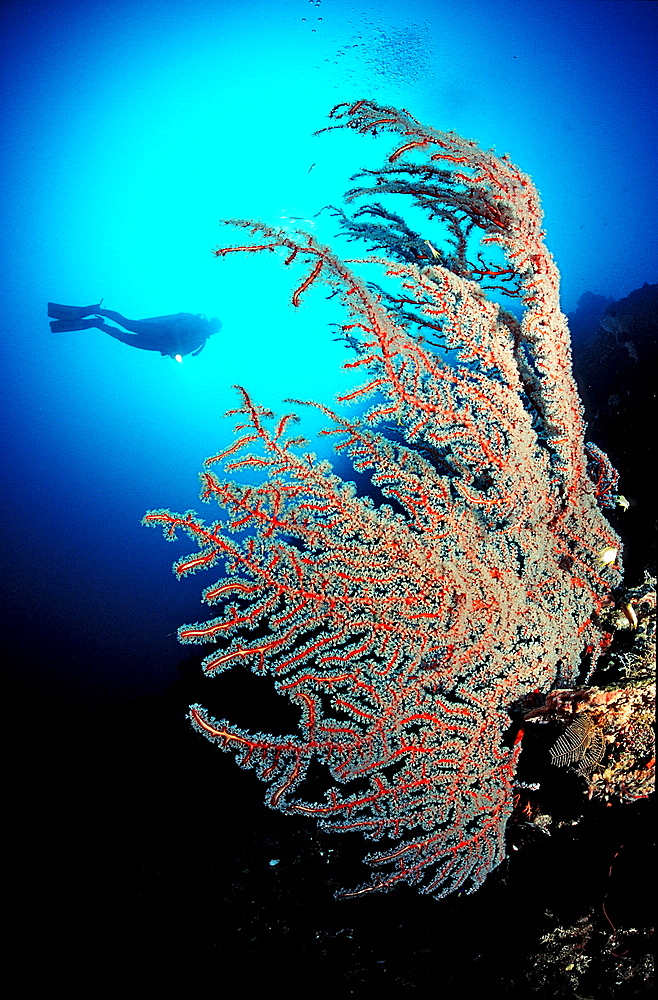 Red sea fan and scuba diver, gorgonaria, Papua New Guinea, Pacific Ocean