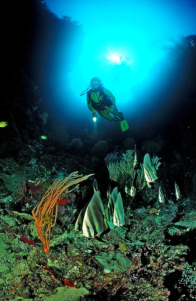 Pinnate batfish and scuba diver, Platax pinnatus, Papua New Guinea, Pacific Ocean