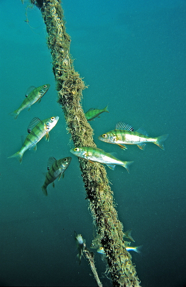 perch, Perca flluviatilis, Germany, Bavaria, Starnberger See