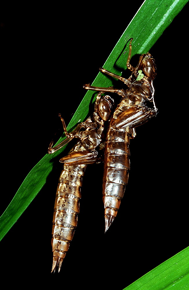 Exuvia of dragonfly, Germany, Starnberger See