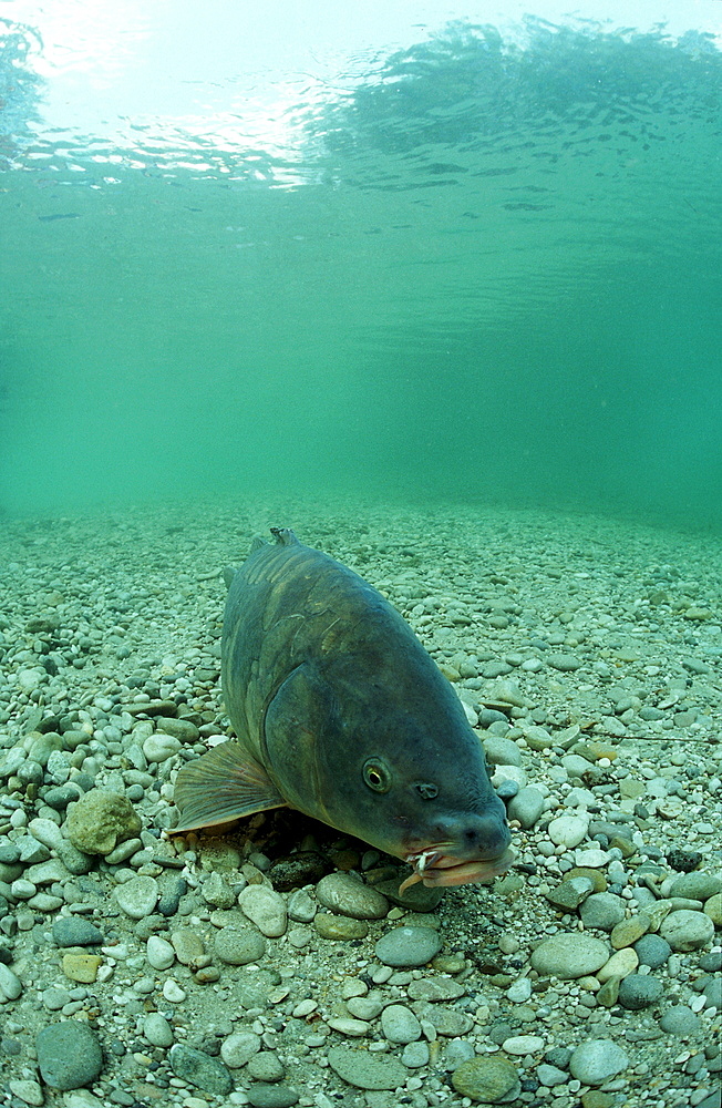 carpe, Cyprinus carpio, Germany, Bavaria, Starnberger See