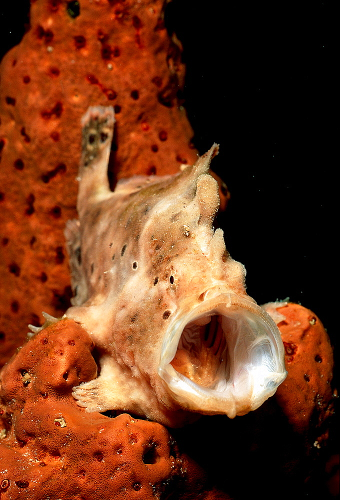 Longlure Frogfish, Antennarius multiocellatus,