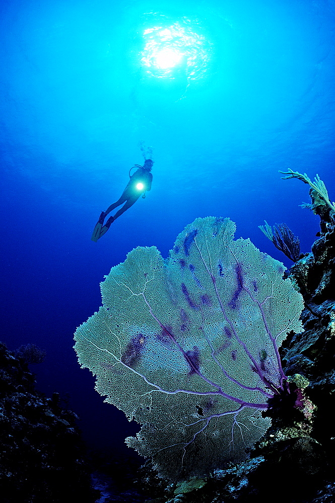 Scuba diver and gorgonian coral, British Virgin Islands, BVI, Caribbean Sea, Leeward Islands