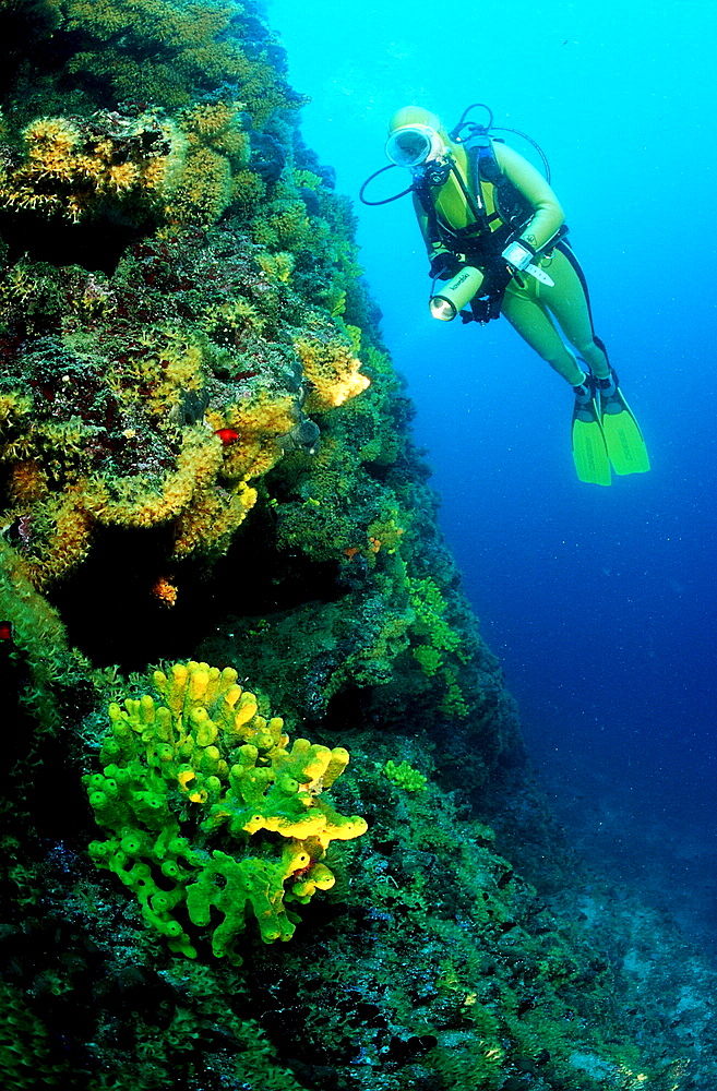 scuba diver and reef, Croatia, Mediterranean Sea