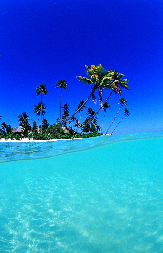 Coconut palms on the sandy beach, Indonesia, Wakatobi Dive Resort, Sulawesi, Indian Ocean, Bandasea