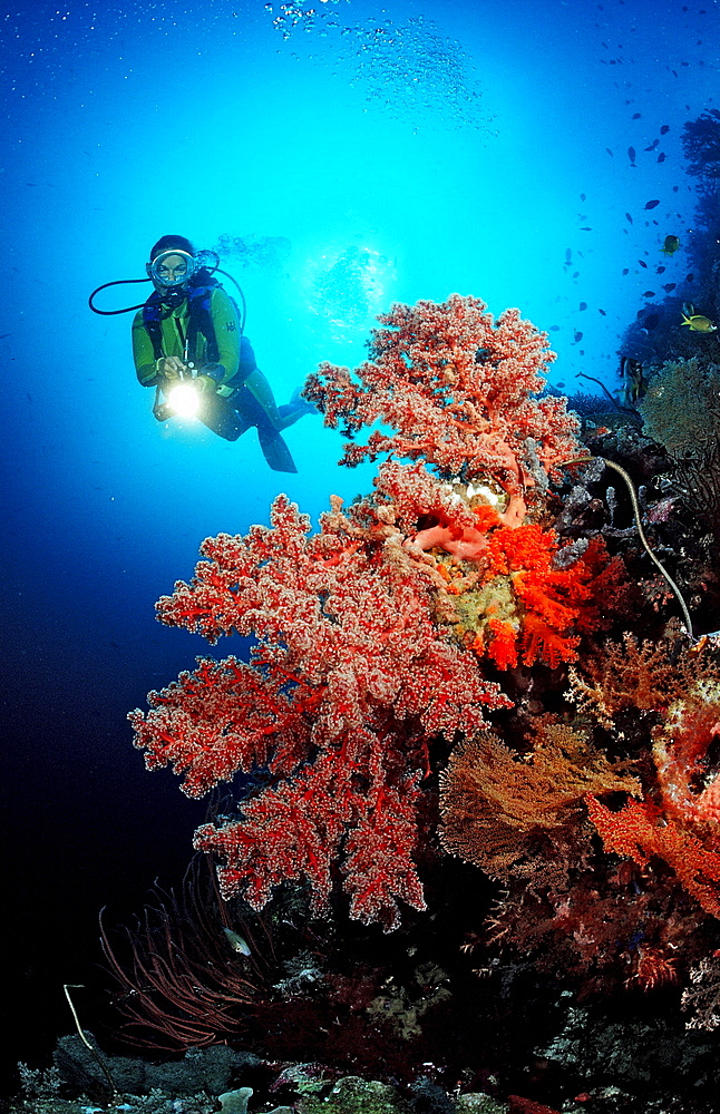 Scuba diver and Coral reef, Indonesia, Wakatobi Dive Resort, Sulawesi, Indian Ocean, Bandasea