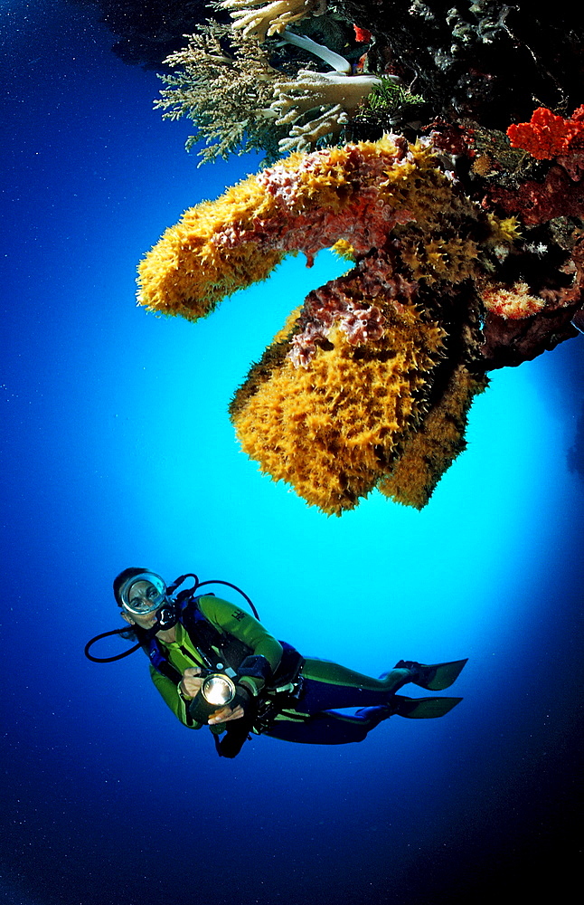 Scuba diver and Coral reef, Indonesia, Wakatobi Dive Resort, Sulawesi, Indian Ocean, Bandasea