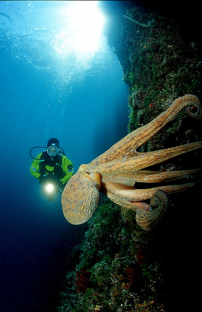 Octopus and scuba diver, Octopus vulgaris, Croatia, Istria, Mediterranean Sea