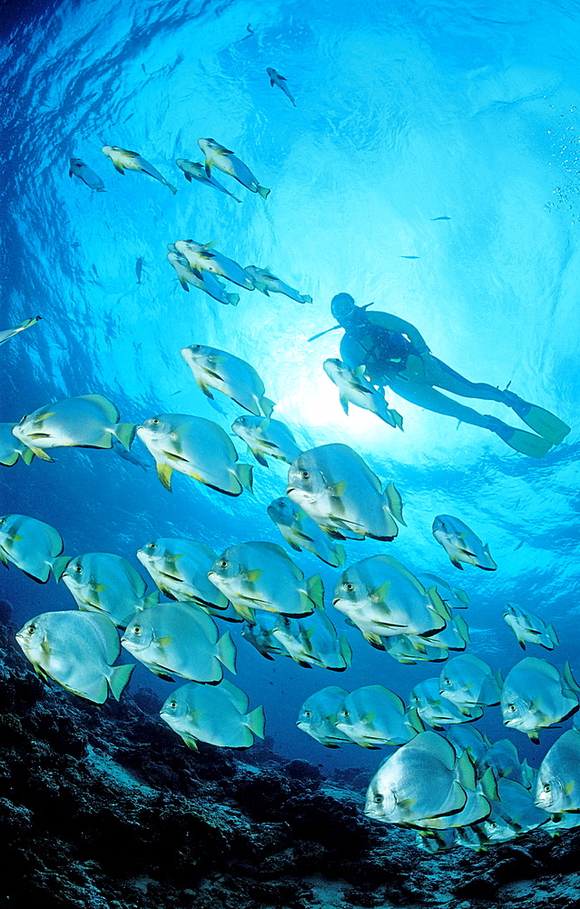 Pinnate batfish and scuba diver, Platax pinnatus, Malaysia, Pazifik, Pacific ocean, Borneo, Sipadan