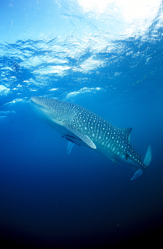 Eating Whale shark, Rhincodon thypus, Mauritius, Africa, Indian Ocean