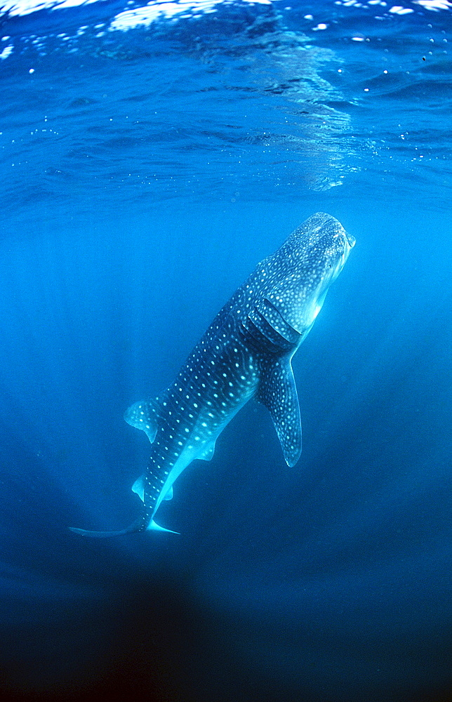 Eating Whale shark, Rhincodon thypus, Reunion, La R?union, France, Indian Ocean