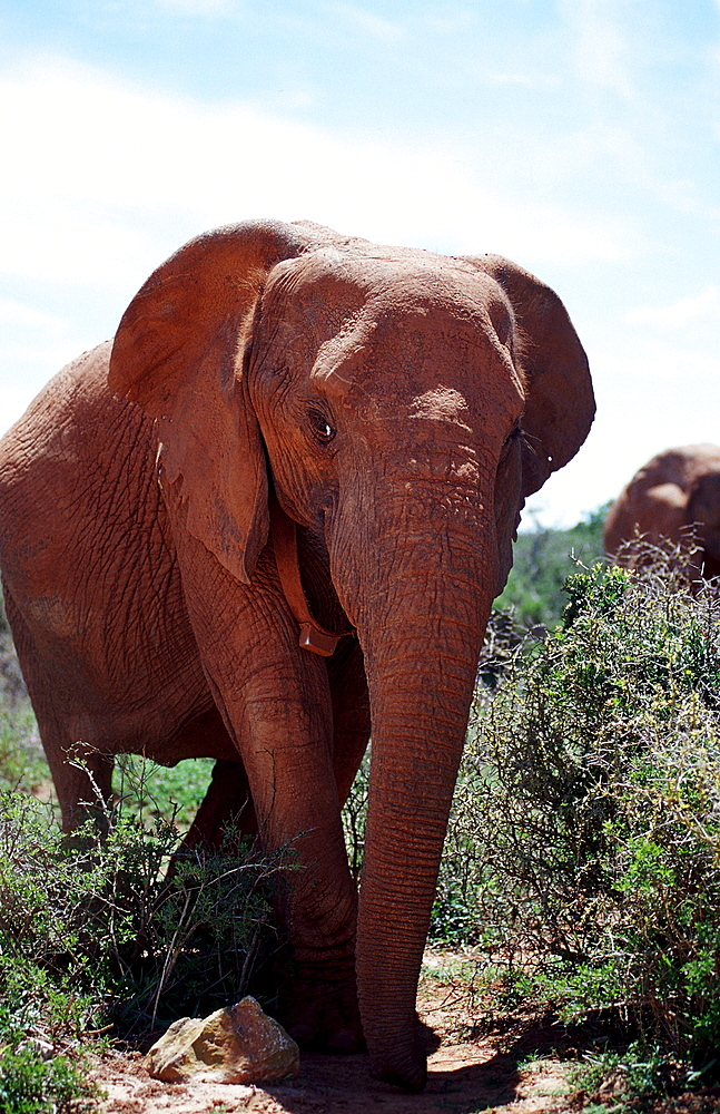 African Elephant, Loxodonta africana, South Africa, Addo Elephant National Park