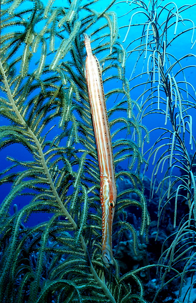 Trumpetfish in the Caribbean sea, Aulostomus chinensis, Dominican Republic, Caribbean Sea