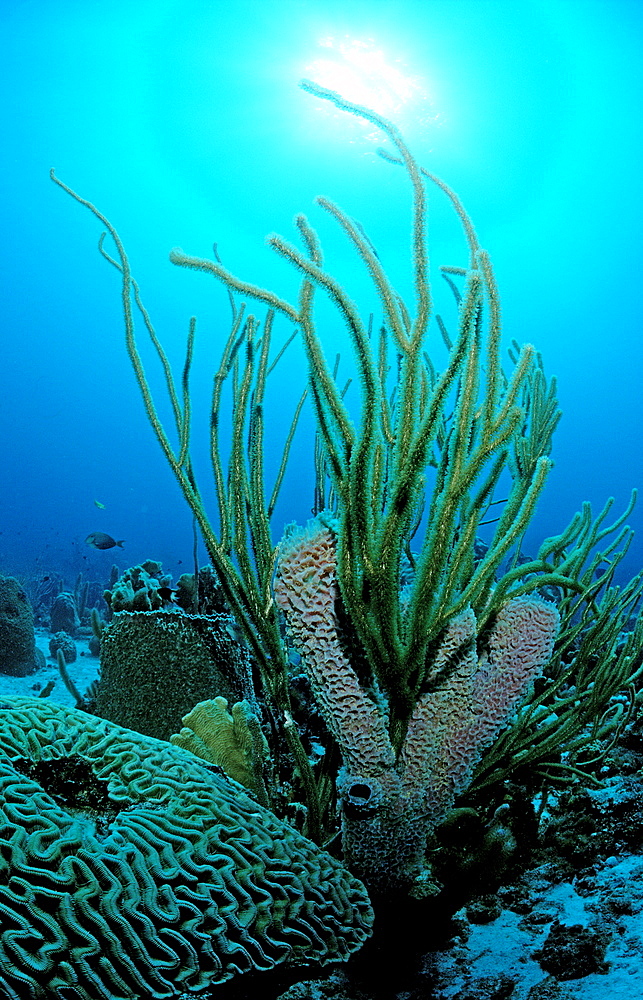 soft corals in the Caribbean sea, Dominican Republic, Caribbean Sea
