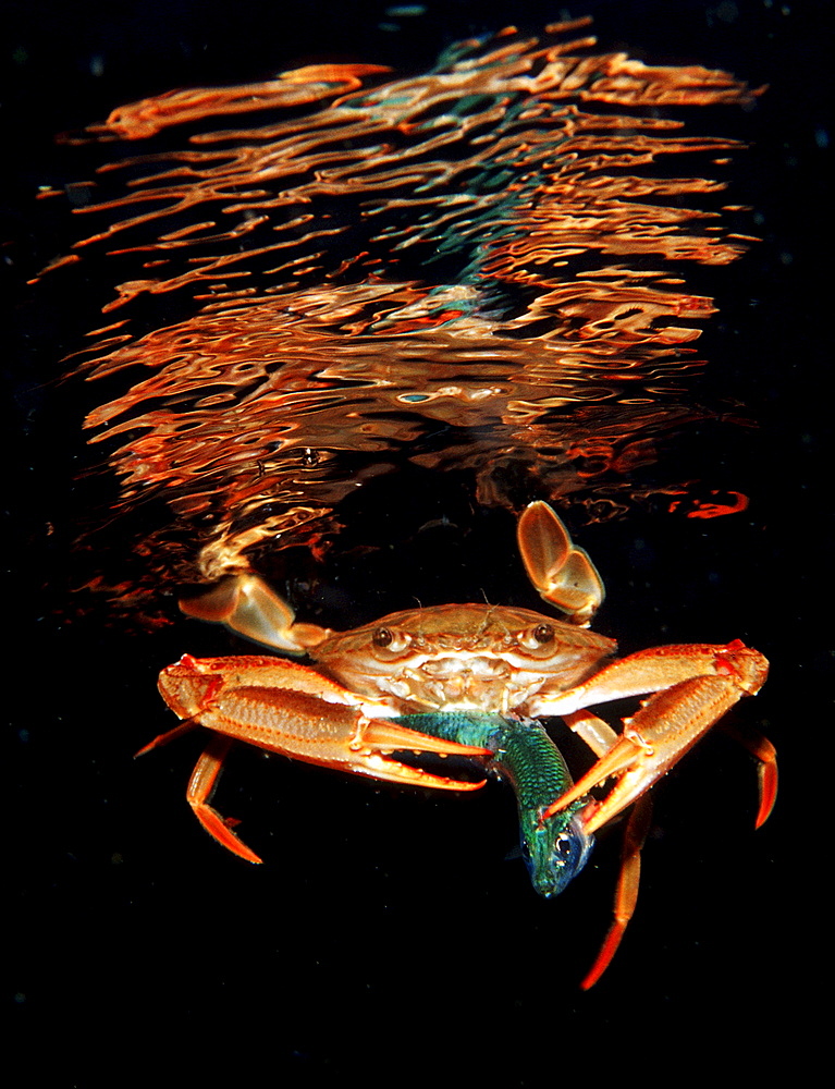 Red-legged Swimming Crab eating fish, Portunus convexus, Djibouti, Djibuti, Africa, Afar Triangle, Gulf of Aden, Gulf of Tadjourah