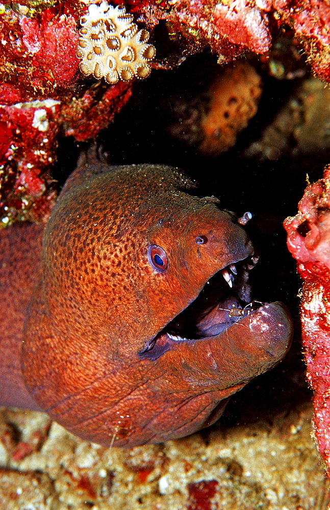 Red-white spottet cleaner shrimp cleaning Yellow-margined moray, Leandrites cyrtorhynchus, Gymnothorax flavimarginatus, Djibouti, Djibuti, Africa, Afar Triangle, Gulf of Aden, Gulf of Tadjourah