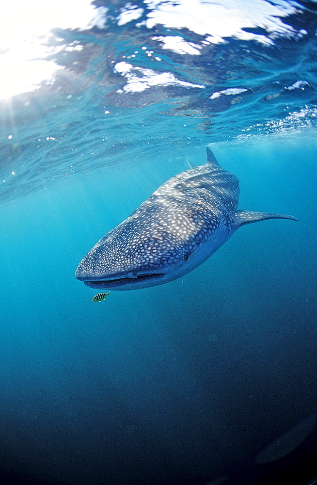 Whale shark, Rhincodon thypus, Djibouti, Djibuti, Africa, Afar Triangle, Gulf of Aden, Gulf of Tadjourah