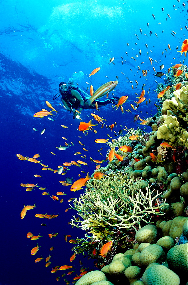 Scuba Diver and Coral Reef, Egypt, Red Sea, Sinai