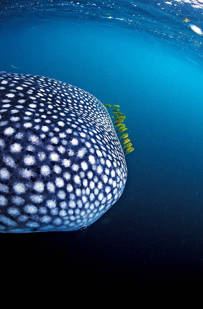 Whale shark with yellow pilot fishes, Rhincodon thypus, Djibouti, Djibuti, Africa, Afar Triangle, Gulf of Aden, Gulf of Tadjourah