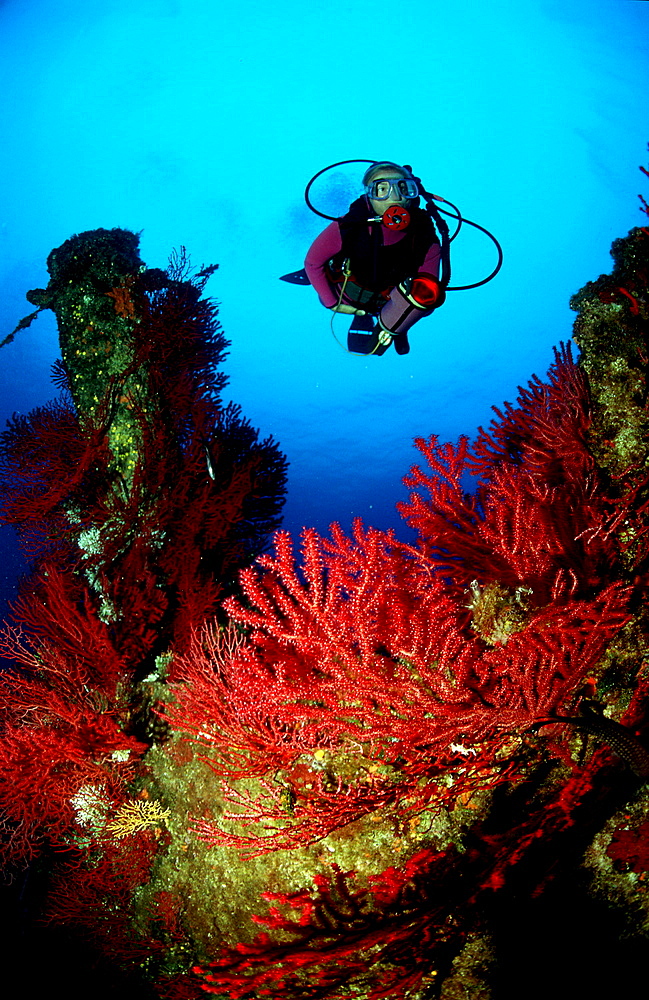 Scuba Diver and Red Corals, France, Mediterranean Sea, Marseille