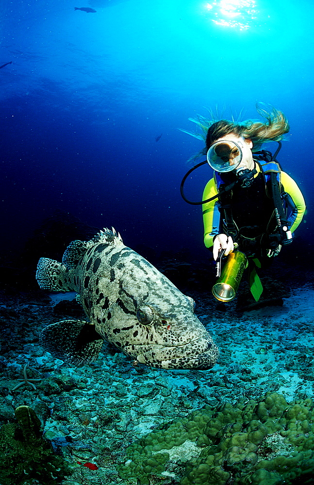 Potato grouper and scuba diver, Epinephelus tukula, Burma, Myanmar, Birma, Indian ocean, Andaman sea