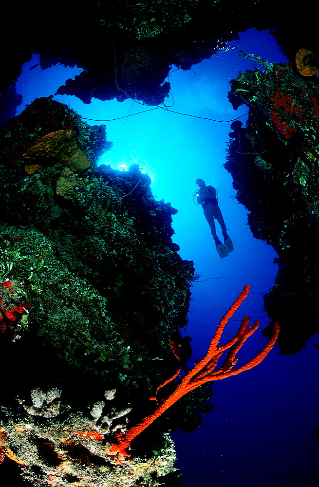 Scuba Diver and Coral Reef, Bahamas, Caribbean Sea, Grand Bahama