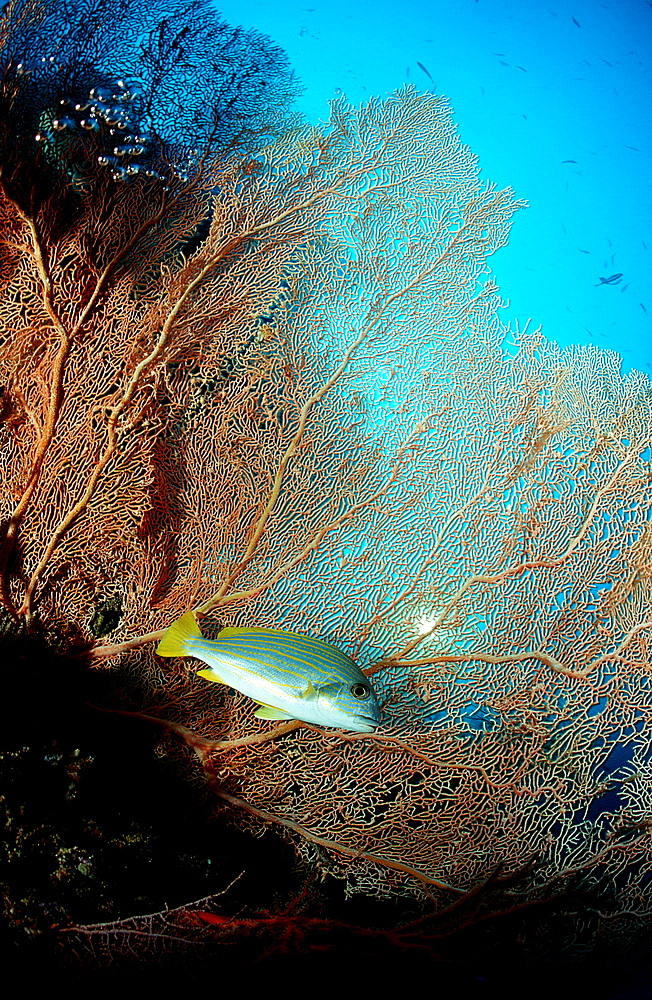 Celebes sweetlips and coral reef, Plectorhinchus chrysotaenia, Papua New Guinea, Pacific ocean