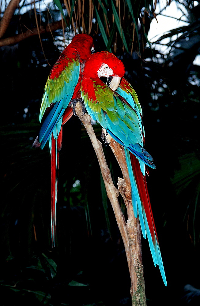 Ara, Parrot, Ara chloroptera, Brasilia, Amazone rainforest