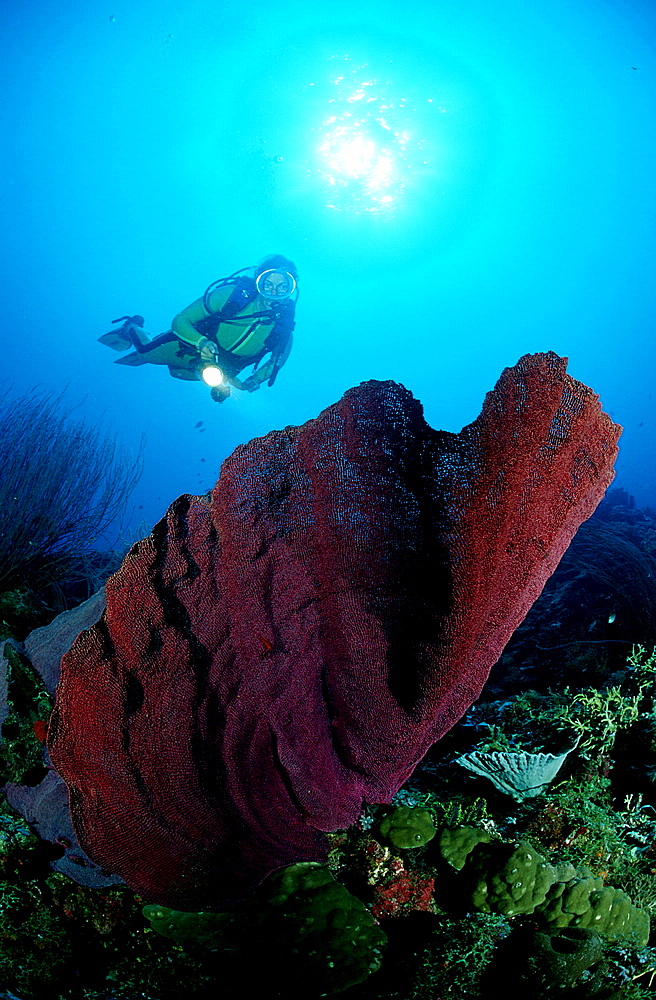 scuba diver and elephant ear sponge, Papua New Guinea, Pacific ocean