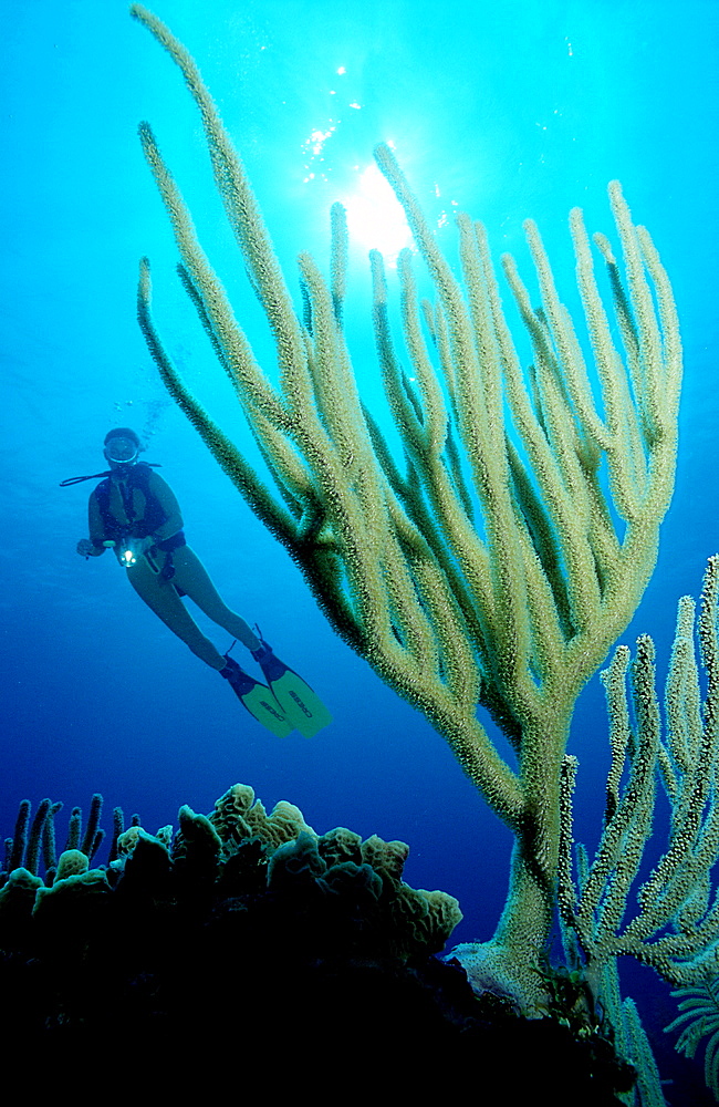 Scuba diver and corals, Bahamas, Caribbean Sea, Grand Bahama, Freeport