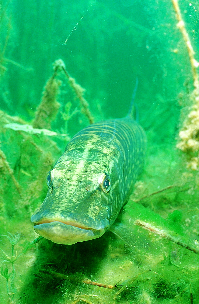 pike, Esox lucius, Germany, Bavaria