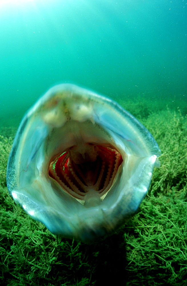 pikeperch attack, Sander lucioperca, Germany, Bavaria
