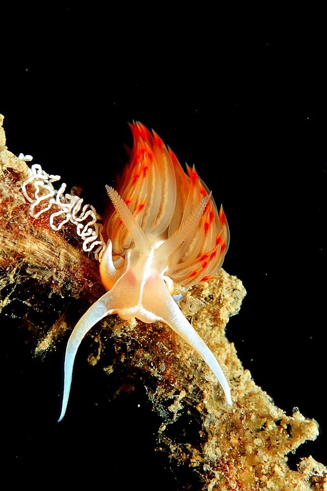 nudibranch with eggs, Godiva banyulensis, Croatia, Istria, Mediterranean Sea