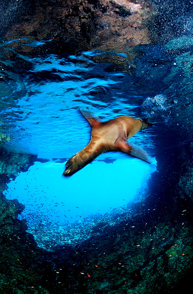 FUR SEA LION, ARCTOCEPHALUS GALAPAGOENSIS, Ecuador, South America, Gal?pagos, Galapagos, Island, Pacific Ocean