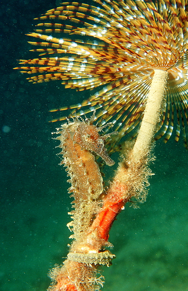 Speckled Seahorse, Long-snouted seahorse, Hairy Seahorse, Hippocampus guttulatus, Italy, Medterranean Sea, Sardinia