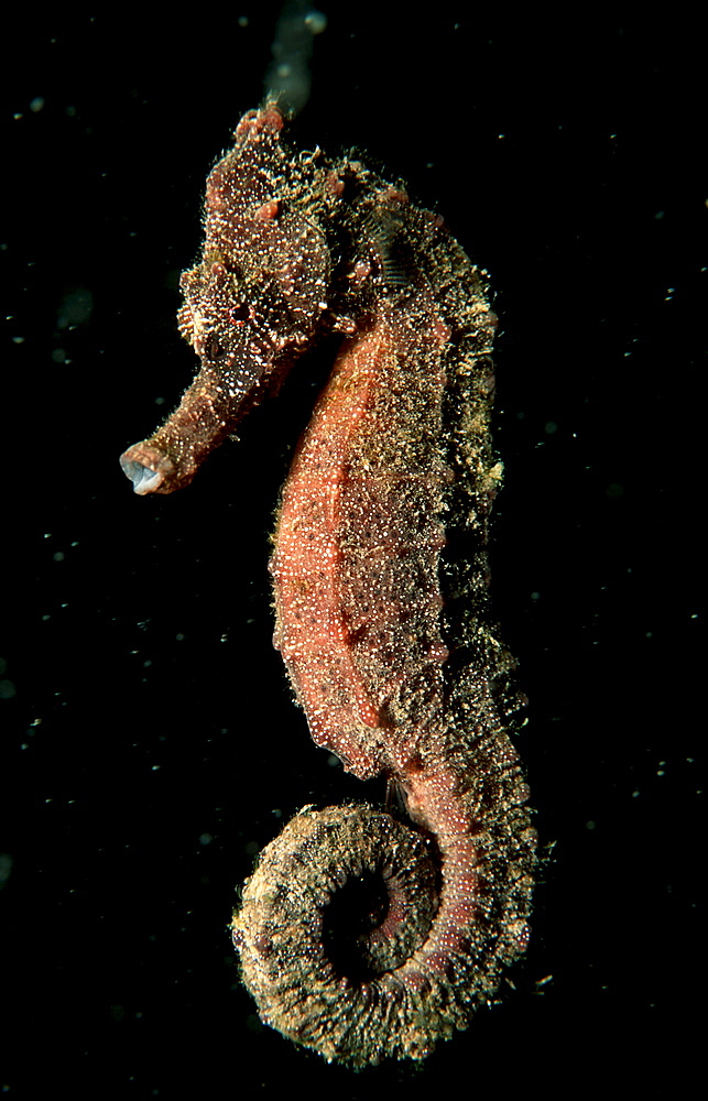 Longsnout Seahorse, Hippocampus reidi, Papua New Guinea, Pacific ocean